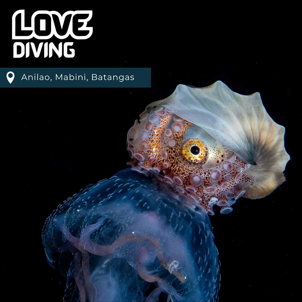 Thailand Dive Expo (TDEX)
