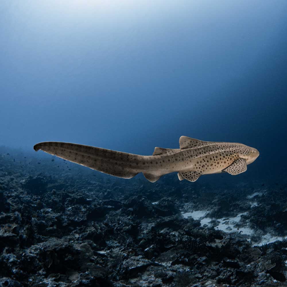 Thailand Dive Expo (TDEX)